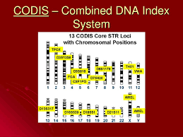 Ppt Codis Combined Dna Index System Powerpoint Presentation Free Download Id 2807057