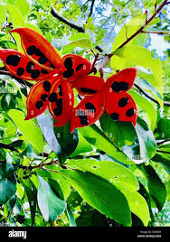 Image result for Sterculia subviolacea