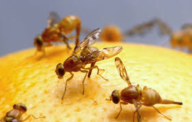 eliminating fungus gnats, fruit flies