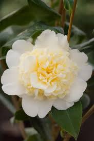Camellia Japonica Brushfield S Yellow Camellia Plants Winter Flowering Shrubs Camellia