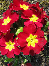 10 plants & flowers to beautify your garden this spring. Primulas And Primroses Facts About Beautiful Spring Flowers Dengarden