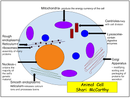 The structure of cells be it a plant or animal cell is important because it forms the basic building block of the organism. Awesome Assessment App Smash Google Drawings And Google Forms Edtechteacher