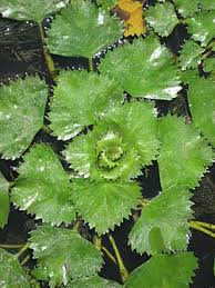 Image result for Trapa natans