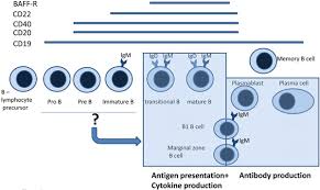 Après reconnaissance des antigènes par les lymphocytes b (lors de la réponse immunitaire primaire), certains se différencient en lymphocytes b mémoires et d'autre en plasmocytes. Schematic Representation Of B Cell Differentiation And Maturation Download Scientific Diagram