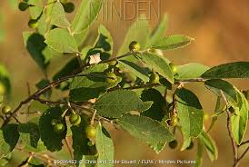 Image result for Grewia monticola