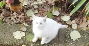 Video Isteyene Kedi Diyarbakir Guneydogu Ekspres Haber