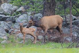 It S Calving Season In Estes Park An Awesome Time For Wildlife Watching And Enjoying The New Generation Of Animals Estes Park Wildlife Watching Wildlife