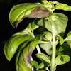 Yeah, my basil leaves had holes and parts of the leaves are sometimes left with shiny looking thing so it is quite possible it is snails who eat my precious basil. 1