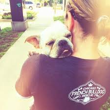 American bulldogs are very affectionate towards children but should be supervised because of their strength. Chicago French Bulldog Rescue Inc Nfp Reviews And Ratings Chicago Il Donate Volunteer Review Greatnonprofits