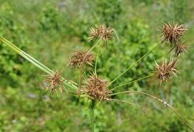 Image result for Cyperus nuerensis