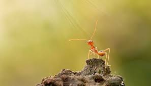 Ada gula ada semut in english word its become where there is sugar there are ants litterally like the word say where there is something fun (you name it is it money,delicius meal,some job that can make you rich,someone that make everyone happy t. Dunia Dan Manusia Ibarat Pepatah Ada Gula Ada Semut Islampos
