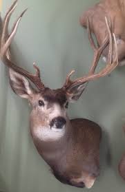 Please wait while they download. Unusual Dilemma With My Mule Deer Mount Africahunting Com