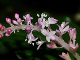Image result for Hilleria latifolia