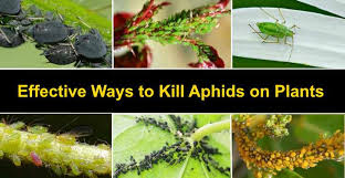 Using a licensed pest control operator. Aphids On Plants Effective Ways To Kill Aphids With Pictures
