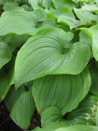 New horizons (acnh) for the nintendo switch. False Lily Of The Valley Maianthemum Dilatatum 2 Emswcd