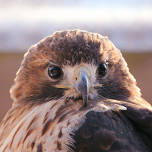 Hawk Walk
