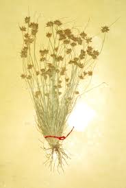 Image result for Abildgaardia