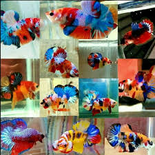 Kita sudah mengenal ikan cupang sejak kita masih di sekolah dasar. 22 Cupang Nemo Candy Ikan Cupang Multicolor Galaxy Pictures