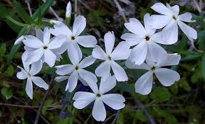 Image result for Polemoniaceae