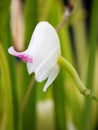 Image result for Polystachya aconitiflora