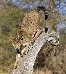 Near eastern wildcat european wildcat southeastern african wildcat chinese desert cat central asian wildcat. Letsgowild Wild Cat Species African Wild Cat Wild Cats
