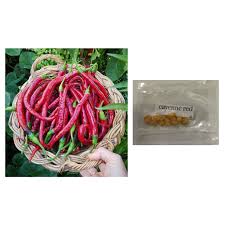 How to plant cayenne pepper plants. Red Rainbow Cayenne Chili Chilli Hot Pepper Plant Seeds Shopee Philippines