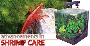 Aquarium Product Highlight Aquarium Products For Successful