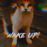 Wakeupcat Gifs Get The Best Gif On Giphy