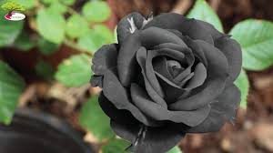 Membudidayakan mawar jenis apapun melalui bijinya sangatlah sulit dan memerlukan waktu yang lama. Cara Menanam Bunga Mawar Hitam Dalam 6 Langkah Sinautani