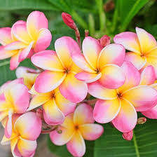Image result for Plumeria rubra