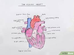 We did not find results for: How To Draw The Internal Structure Of The Heart With Pictures
