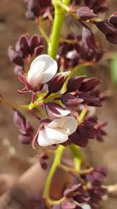 Image result for Dalbergia fischeri