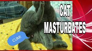 Male Cat Shows off His Manhood and Satisfied. His Reaction is so funny. -  YouTube