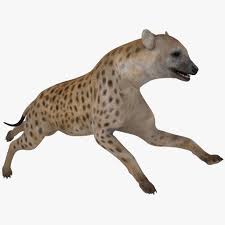 Hyena Pose 2 3d Model Ad Hyena Pose Model Hyena Cinema 4d R14 Poses