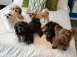 Find the perfect mi ki puppy for sale at puppyfind.com. Pawfect Facts About The Miki Dog Kids Will Love