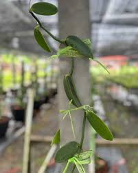 Image result for Vanilla planifolia
