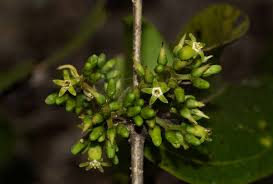 Image result for Strychnos lucens