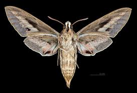 Image result for Hylebates