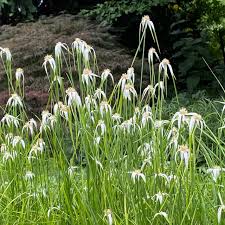 Image result for Rhynchospora rugosa