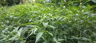 Image result for Persicaria barbata