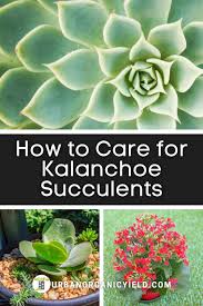 Do You Have Kalanchoe Succulents These Include Succulents Like Mother Of Thousands Flapjack And Panda Plant Depending