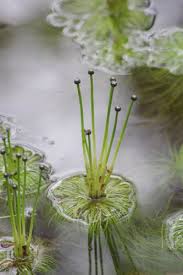 Image result for Eriocaulon setaceum