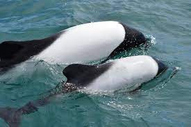 Check spelling or type a new query. Commerson S Dolphin Whale Dolphin Conservation Usa