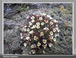 Image result for Galiniera saxifraga