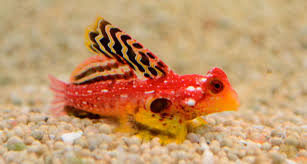 The scooter blenny, synchiropus ocellatus , is a small fish with a large head with top mounted eyes and a small pointed mouth. Pin On Fish