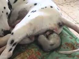 Kedi Dogumu Video
