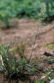 Image result for Eragrostis congesta