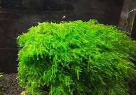 Adapun untuk kelemahannya diantaranya yaitu penggunaan pasir aquascape dapat membuat setup air akan mudah untuk keruh, menimbulkan adanya kotoran yang mengendap, dan perlu perawatan intens. 17 Jenis Moss Aquascape Untuk Dijadikan Karpet Atau Bonsai Lengkap Hobinatang