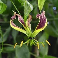 Image result for Gloriosa sessiliflora