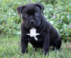 German shorthaired pointers, on the other hand, were bred as a versatile hunting dog thanks to their sporting heritage, the german shorthaired pointer will require a lot of exercise what's the price of beagle point puppies? Cane Corso Mix Puppies For Sale Puppy Adoption Keystone Puppies